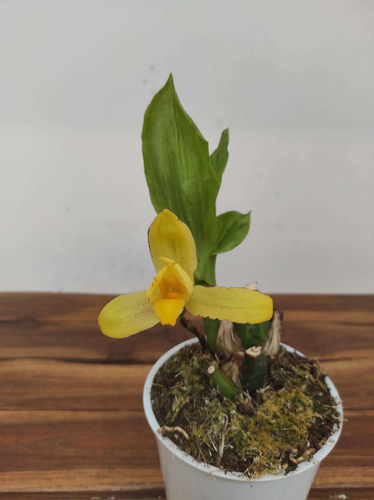 Lycaste 'Verano'