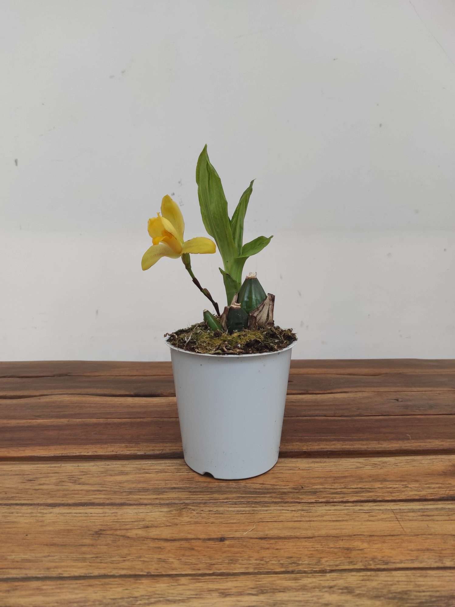 Lycaste 'Verano' - Image 2