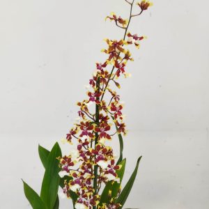 Oncidium V.12