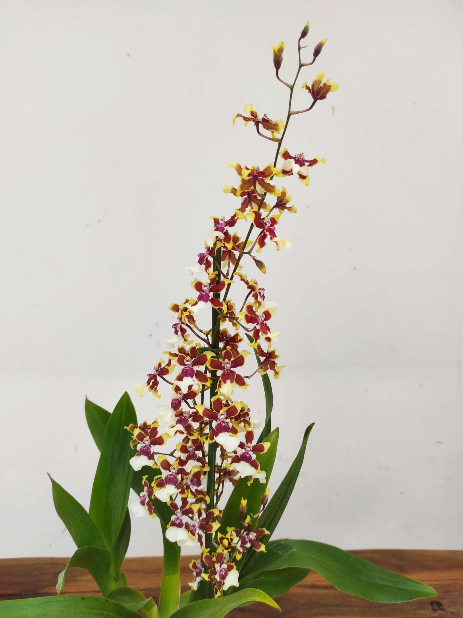 Oncidium V.12