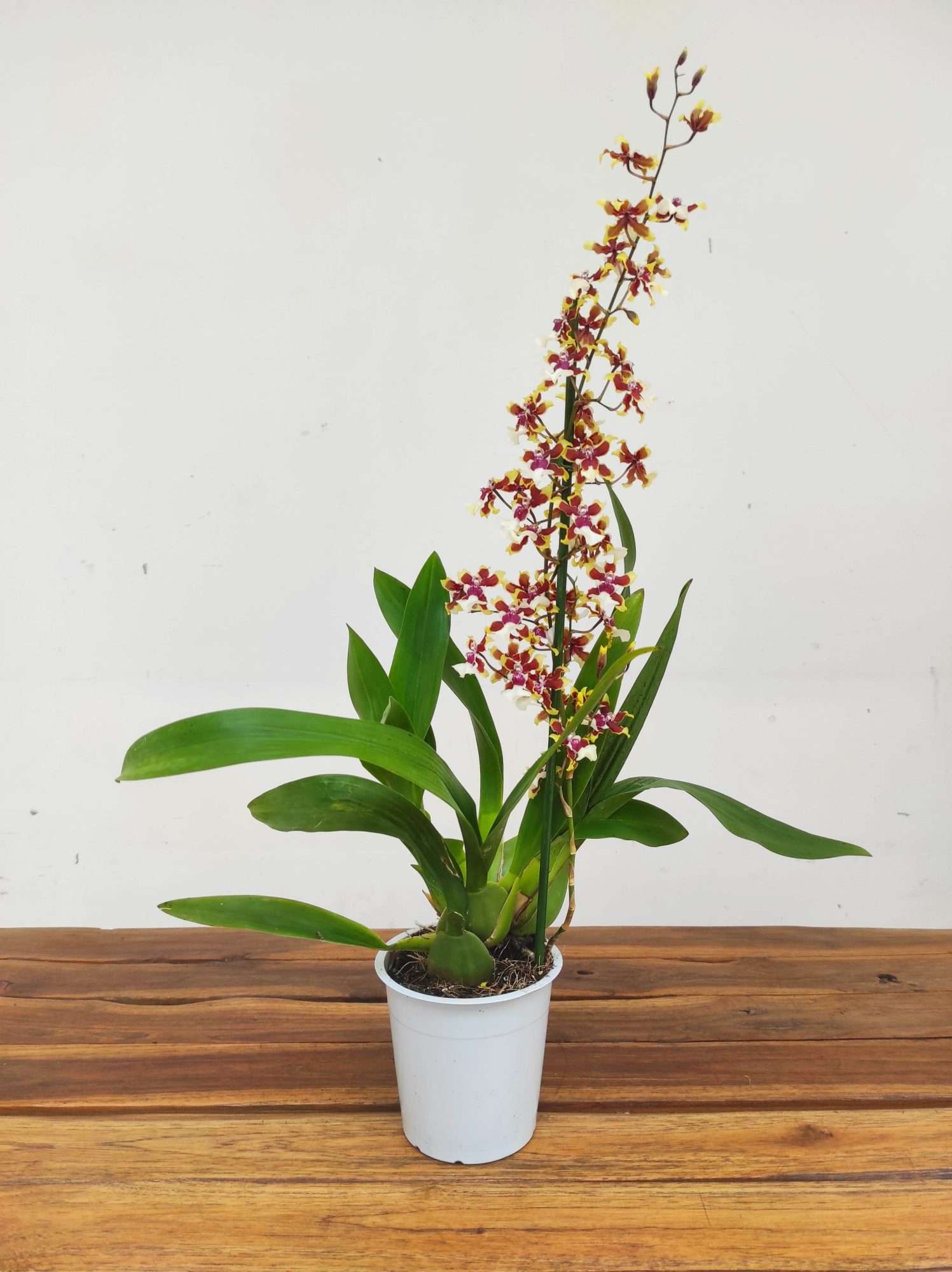 Oncidium V.12 - Image 2