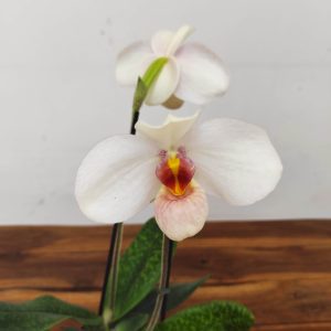 Paphiopedilum Emersonii X Delenatii - 2 Hastes