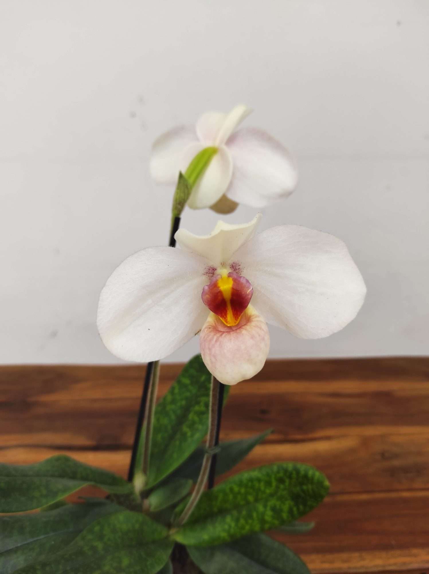 Paphiopedilum Emersonii X Delenatii - 2 Hastes