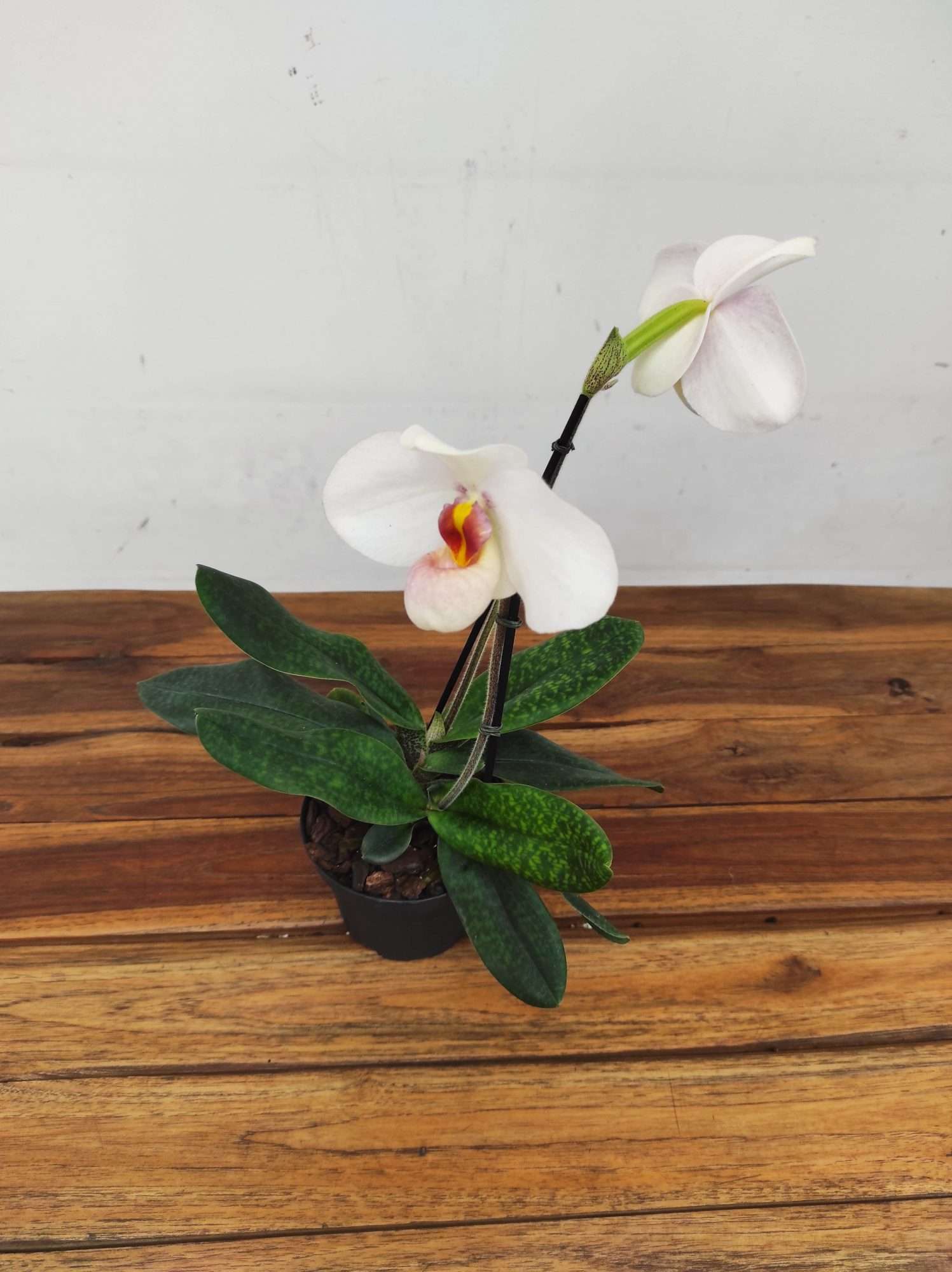 Paphiopedilum Emersonii X Delenatii - 2 Hastes - Image 3