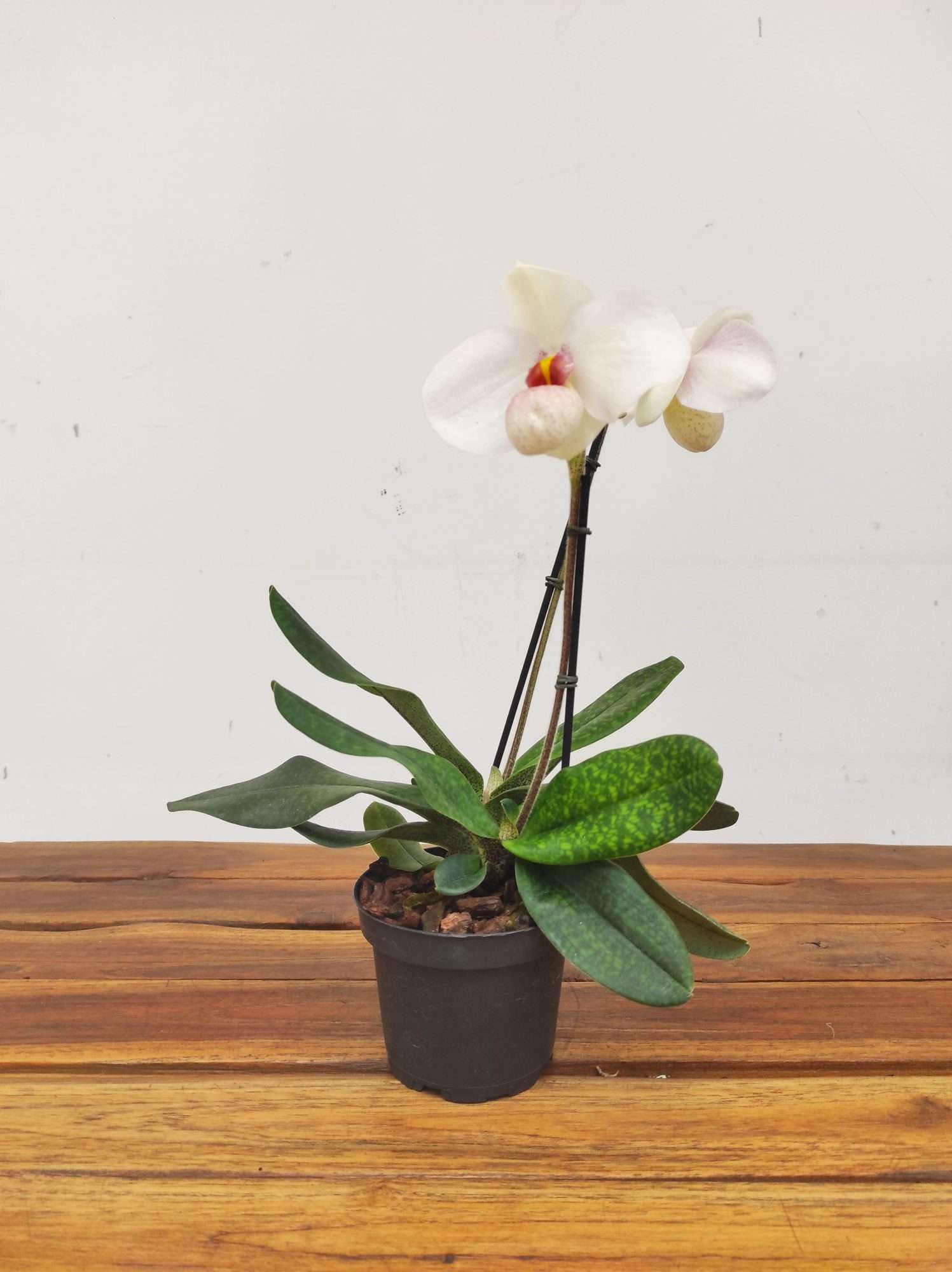 Paphiopedilum Emersonii X Delenatii - 2 Hastes - Image 2