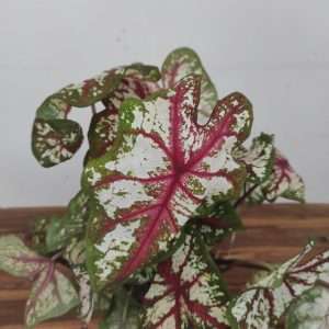 Caladium 'Tapestry'