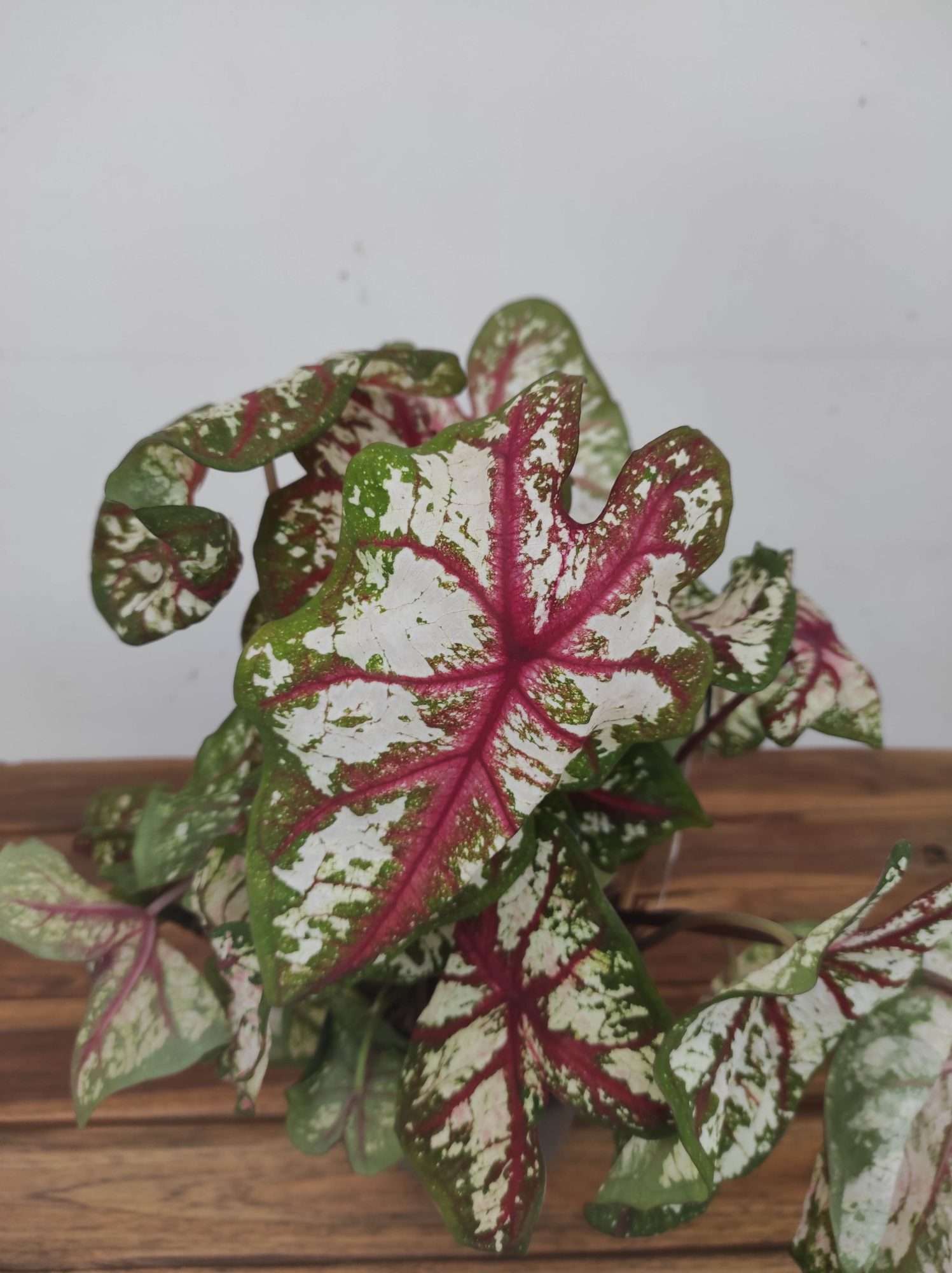 Caladium 'Tapestry'