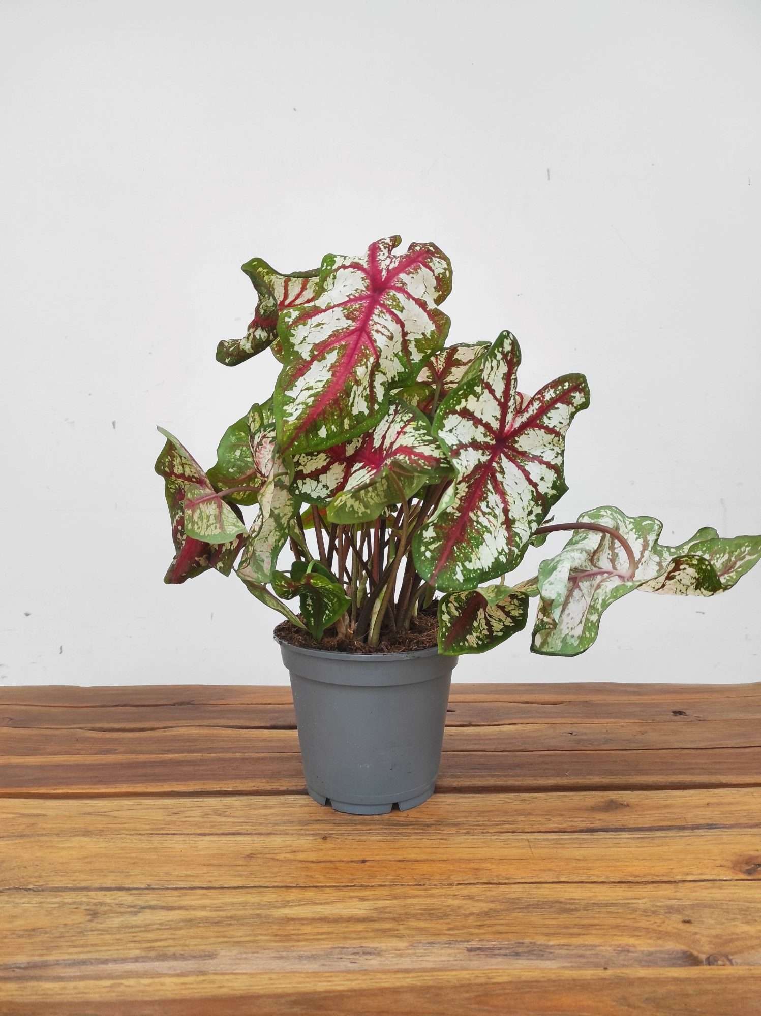 Caladium 'Tapestry' - Image 2