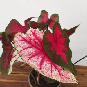 Caladium 'Sweetheart'