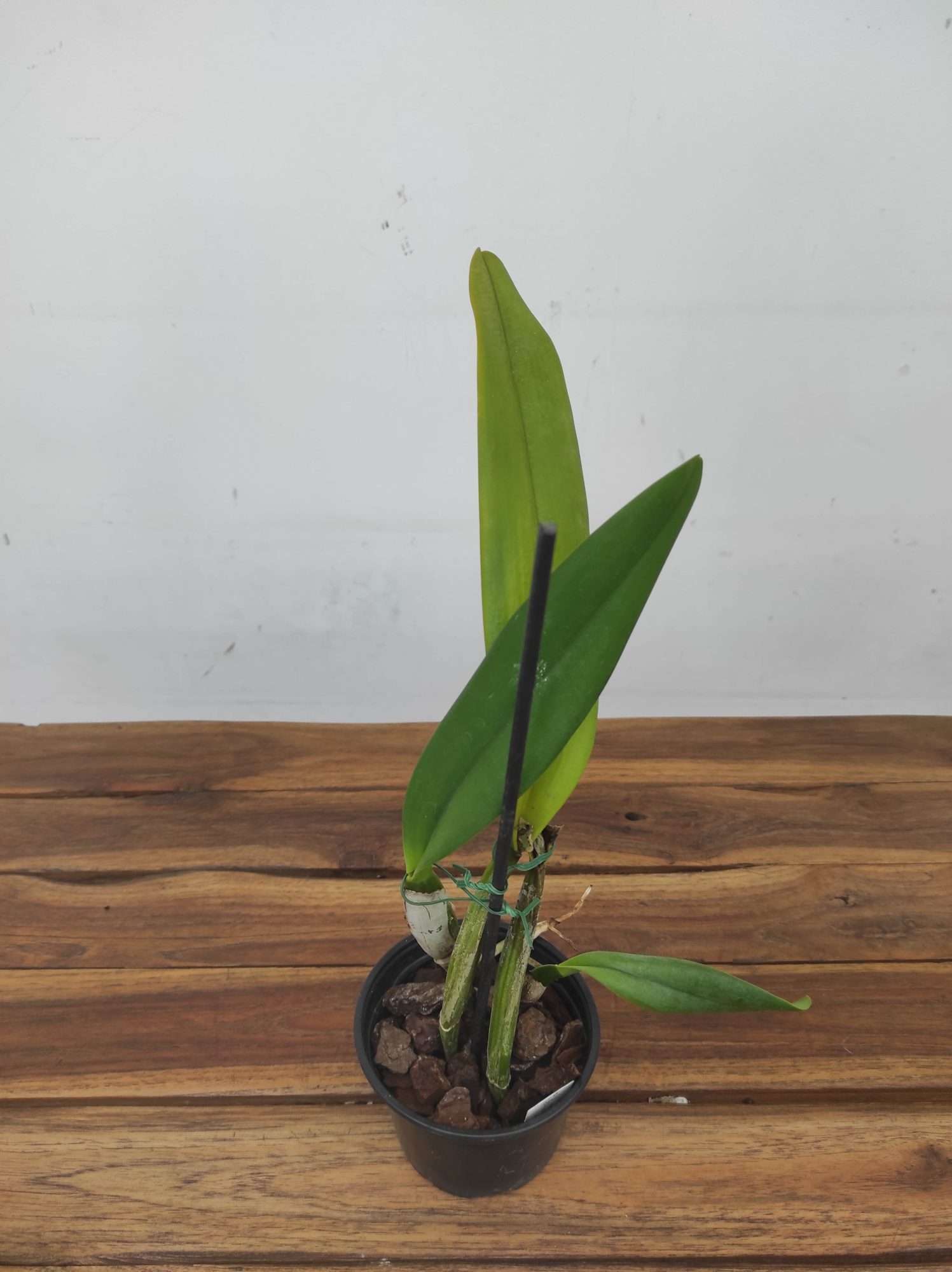 Cattleya Percivaliana - Sem Flor - Image 2