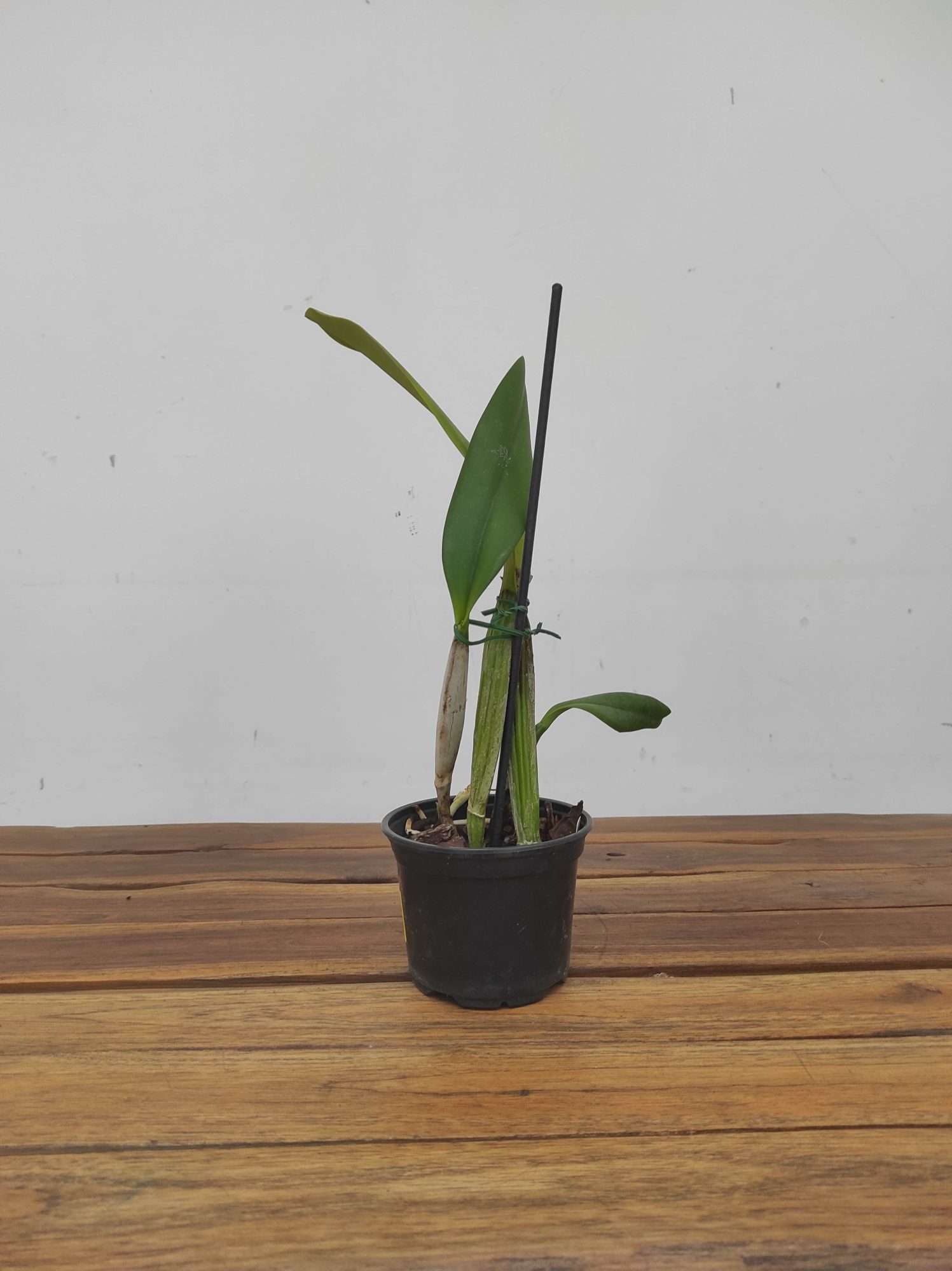 Cattleya Percivaliana - Sem Flor - Image 3