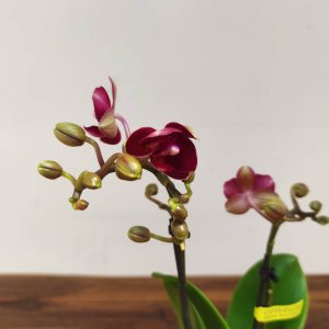 Phalaenopsis V.7