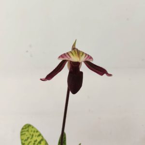Paphiopedilum 'Mirlo'