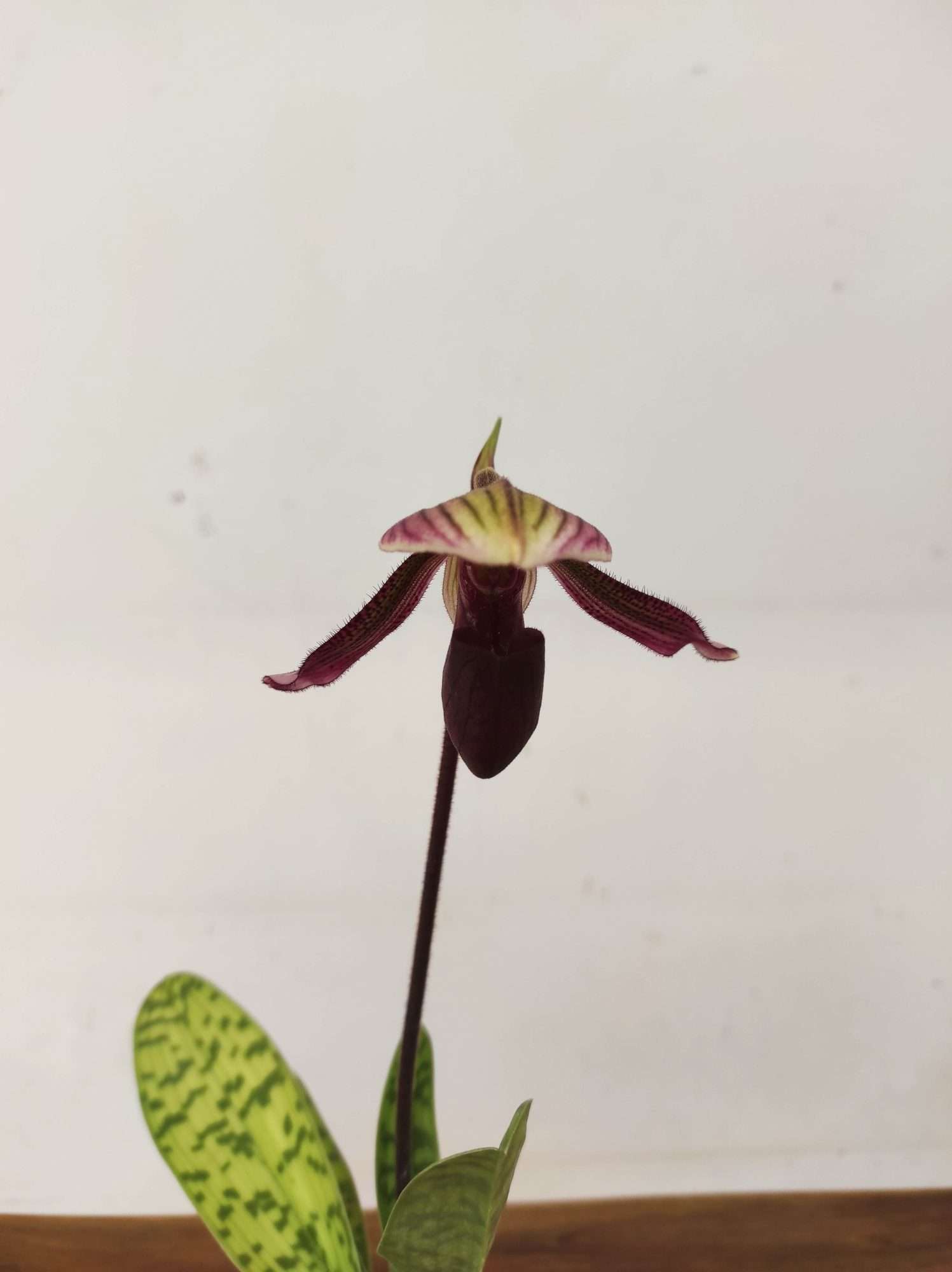 Paphiopedilum 'Mirlo'