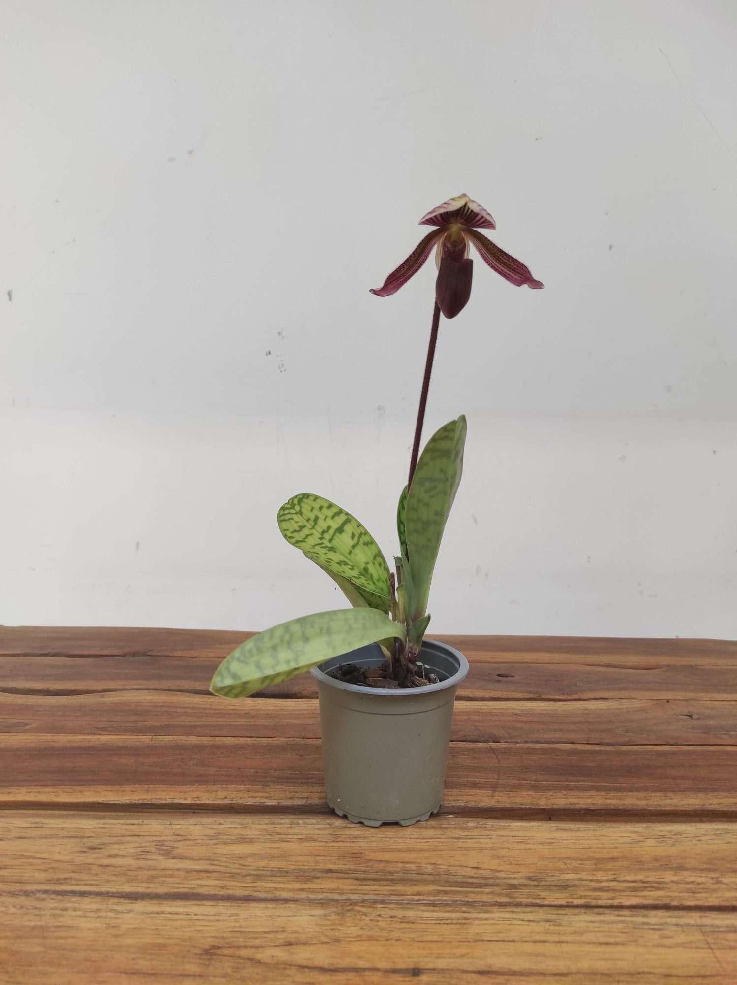 Paphiopedilum 'Mirlo' - Image 2