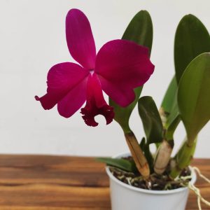 Cattleya V.12