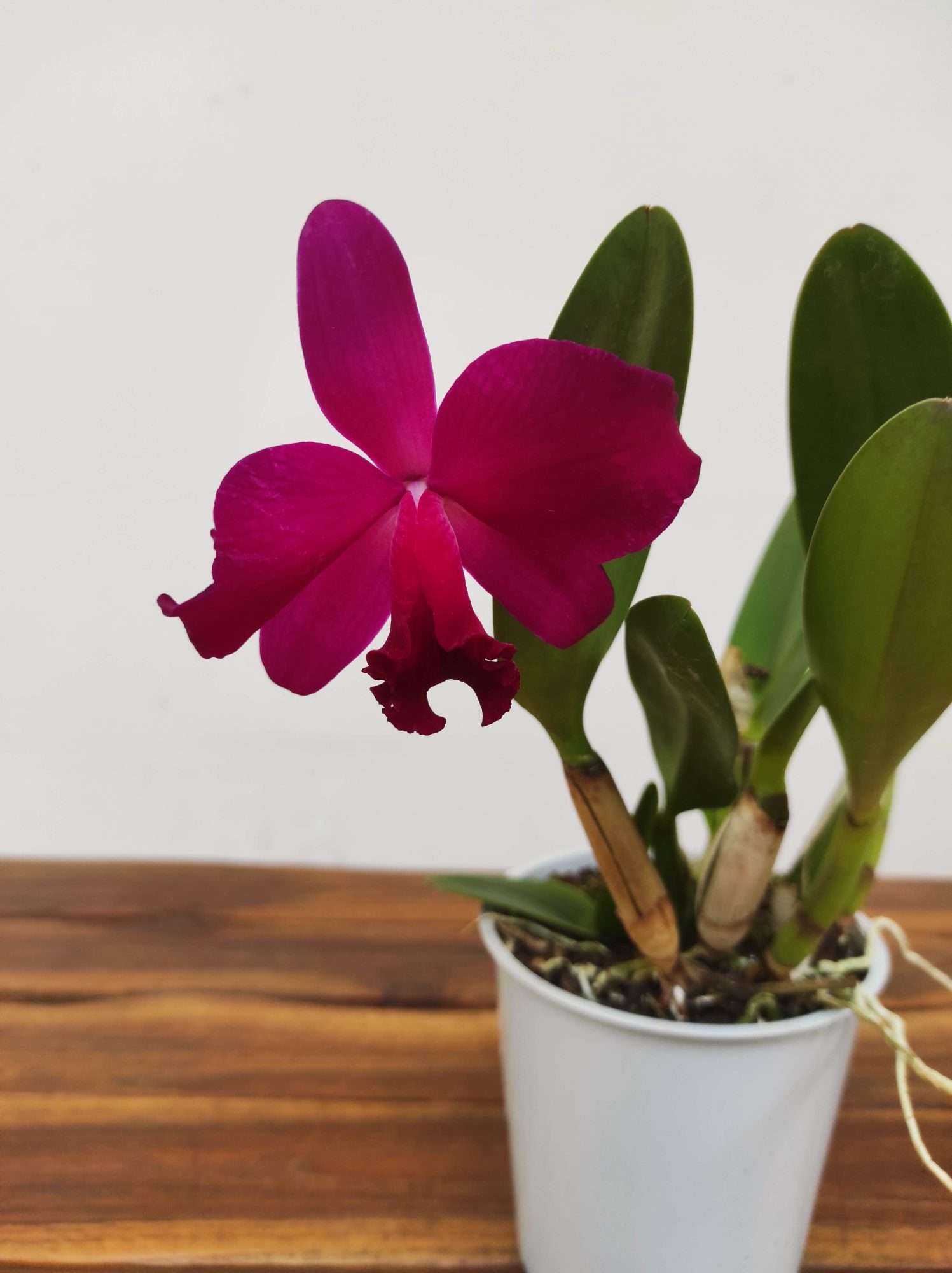 Cattleya V.12