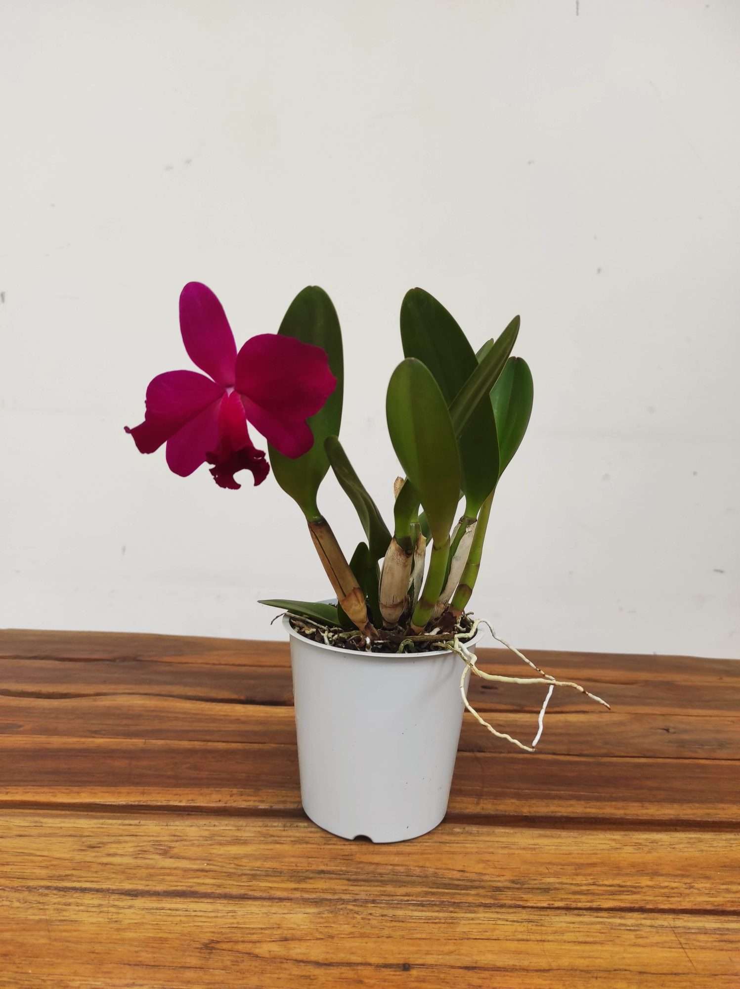 Cattleya V.12 - Image 2
