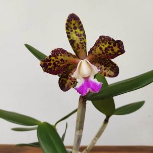 Cattleya V.12