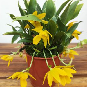 Promenaea Silvana V.9