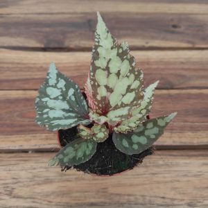 Begonia 'Lucifer'
