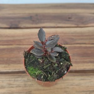 Begonia  Jalau 'Type 2'