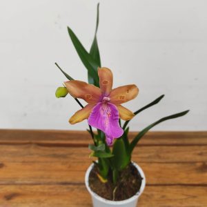 Miltonia 'Summer'