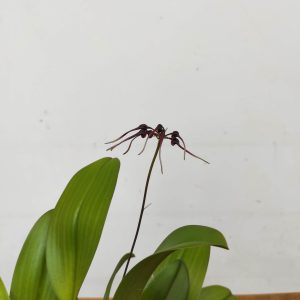 Bulbophyllum - V.12
