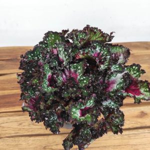 Begonia Beleaf