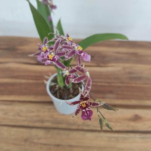 Oncidium Titanium V.9