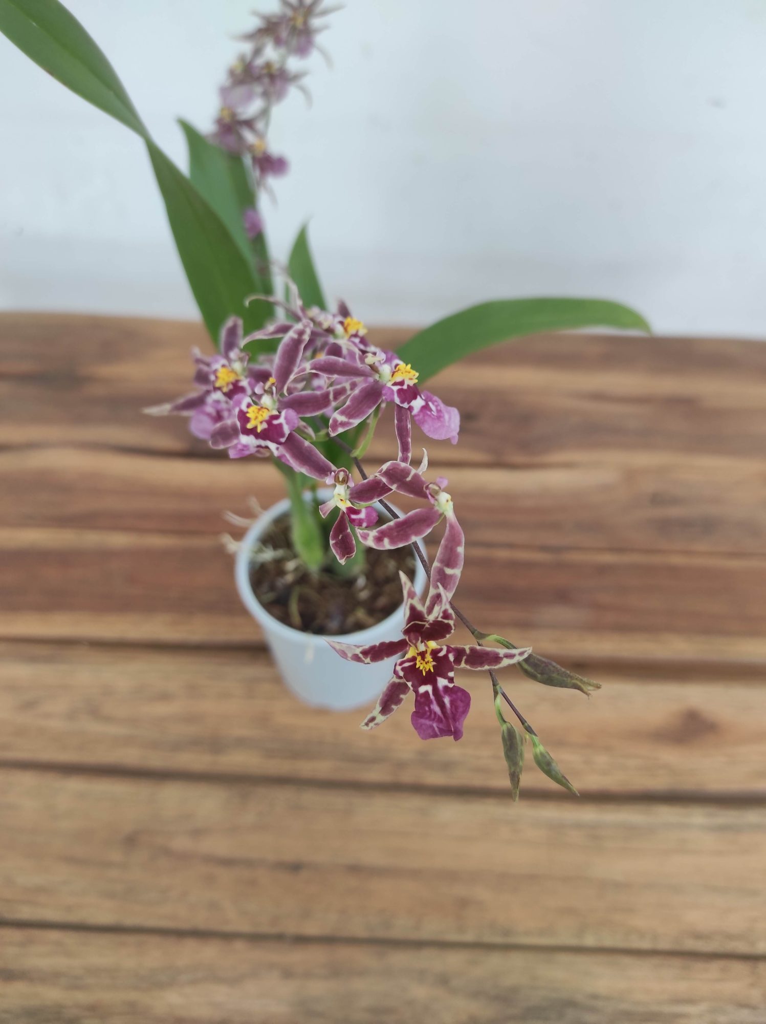 Oncidium Titanium V.9