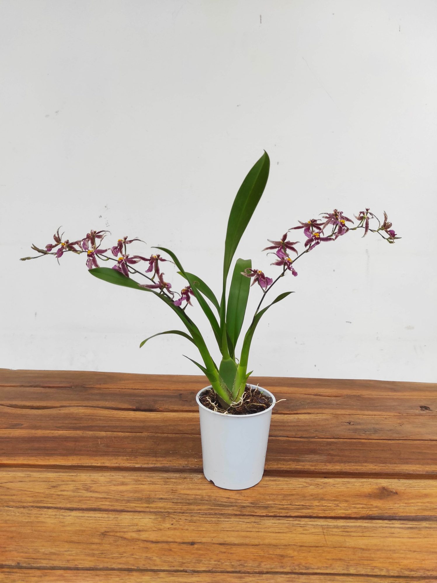 Oncidium Titanium V.9 - Image 2