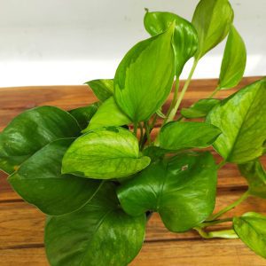 Epipremnum Lemon V.12