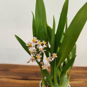 Oncidium Titanium V.9