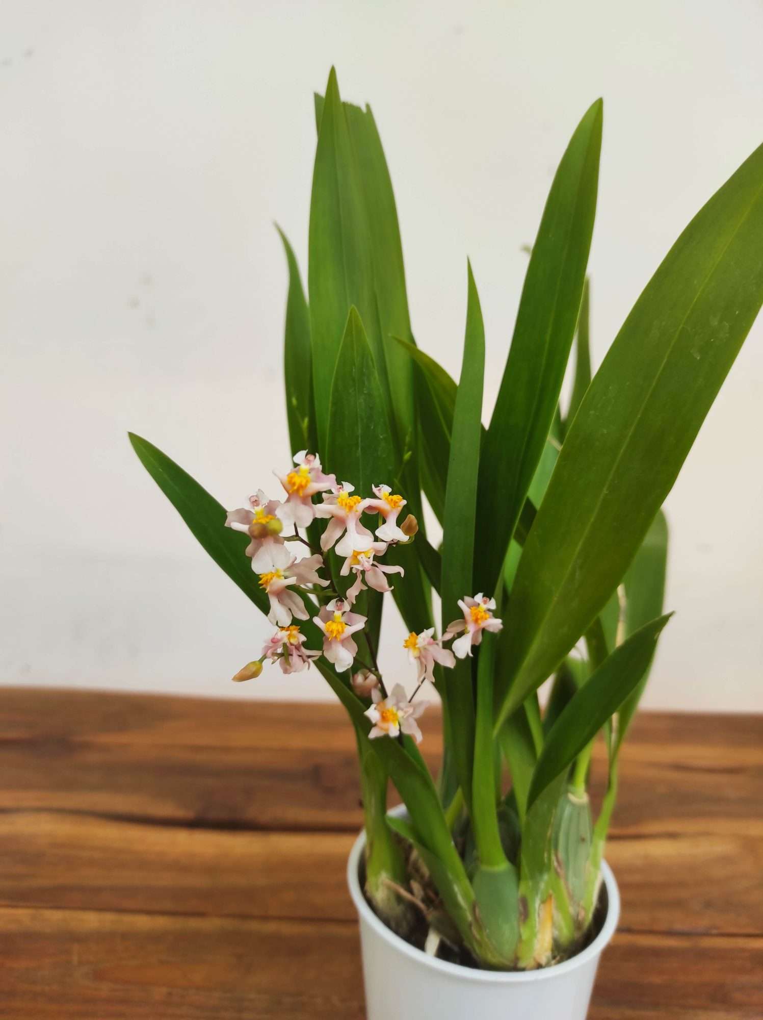 Oncidium Titanium V.9