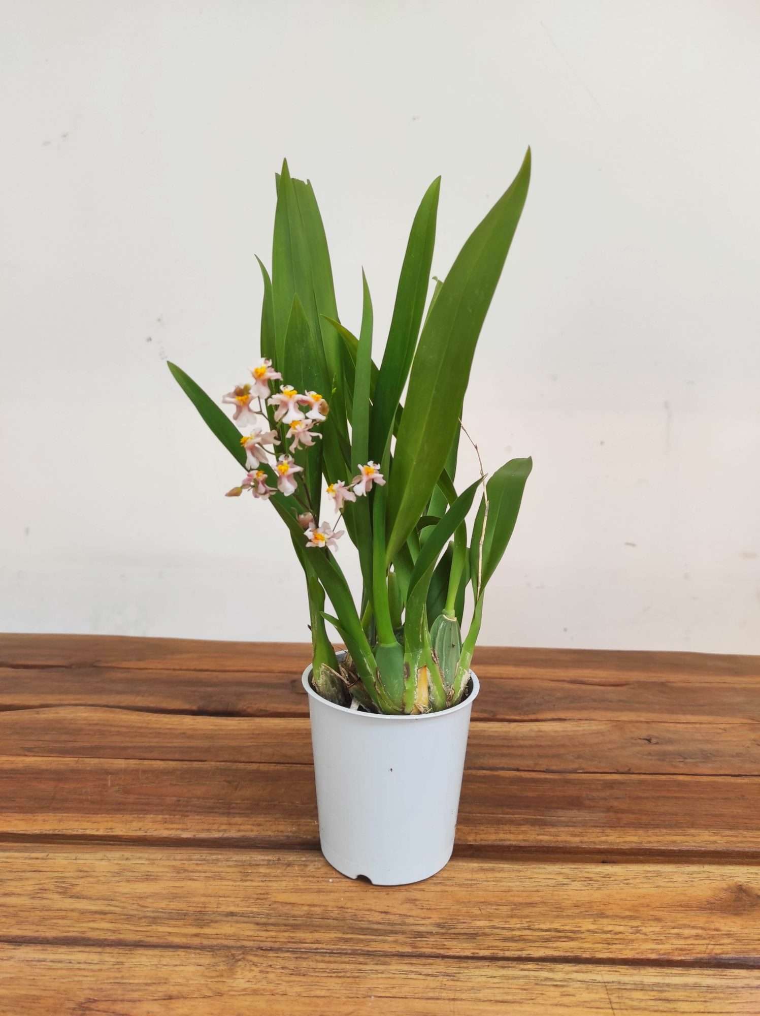 Oncidium Titanium V.9 - Image 2