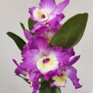 Dendrobium Nobile Lilas