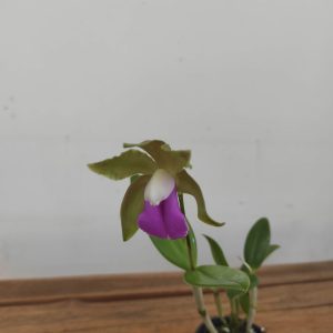 Cattleya Bicolor