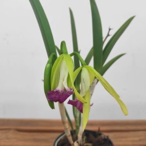 Brassocattleya 'Nok Noi'