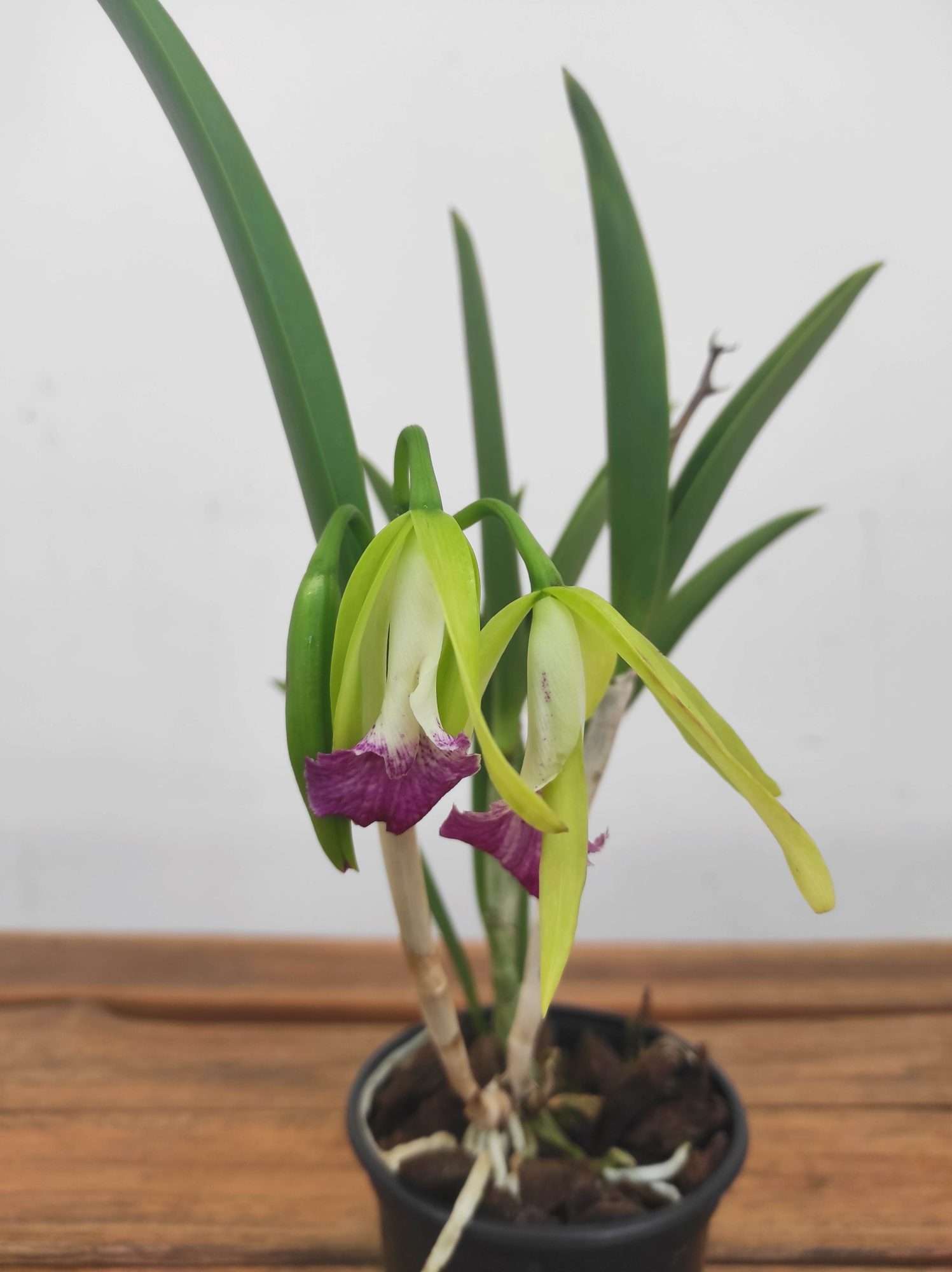 Brassocattleya 'Nok Noi'