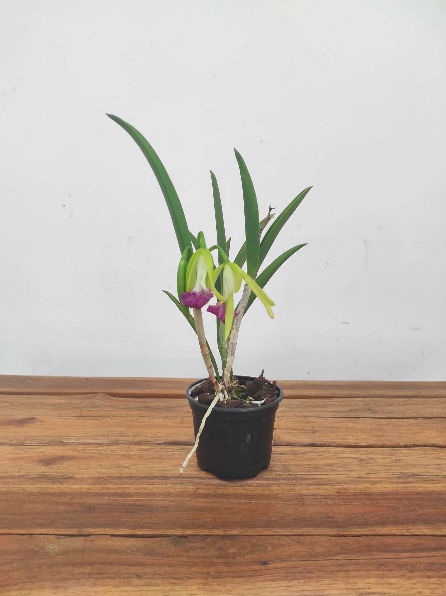 Brassocattleya 'Nok Noi' - Image 2