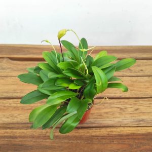 Masdevallia Triangularis V.6