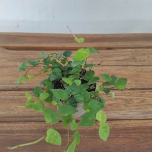 Ficus Pumila 'Green Sunny' V.9