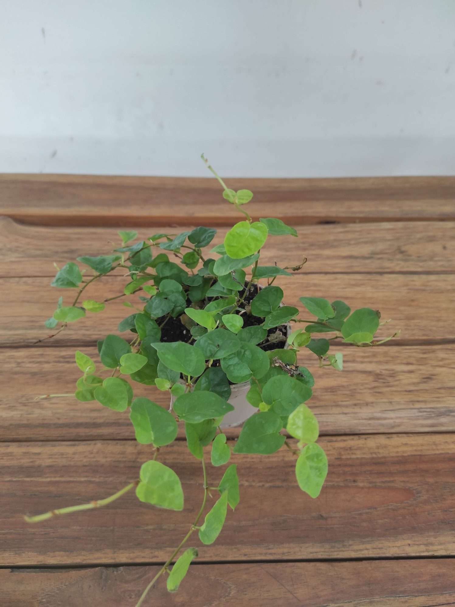 Ficus Pumila 'Green Sunny' V.9