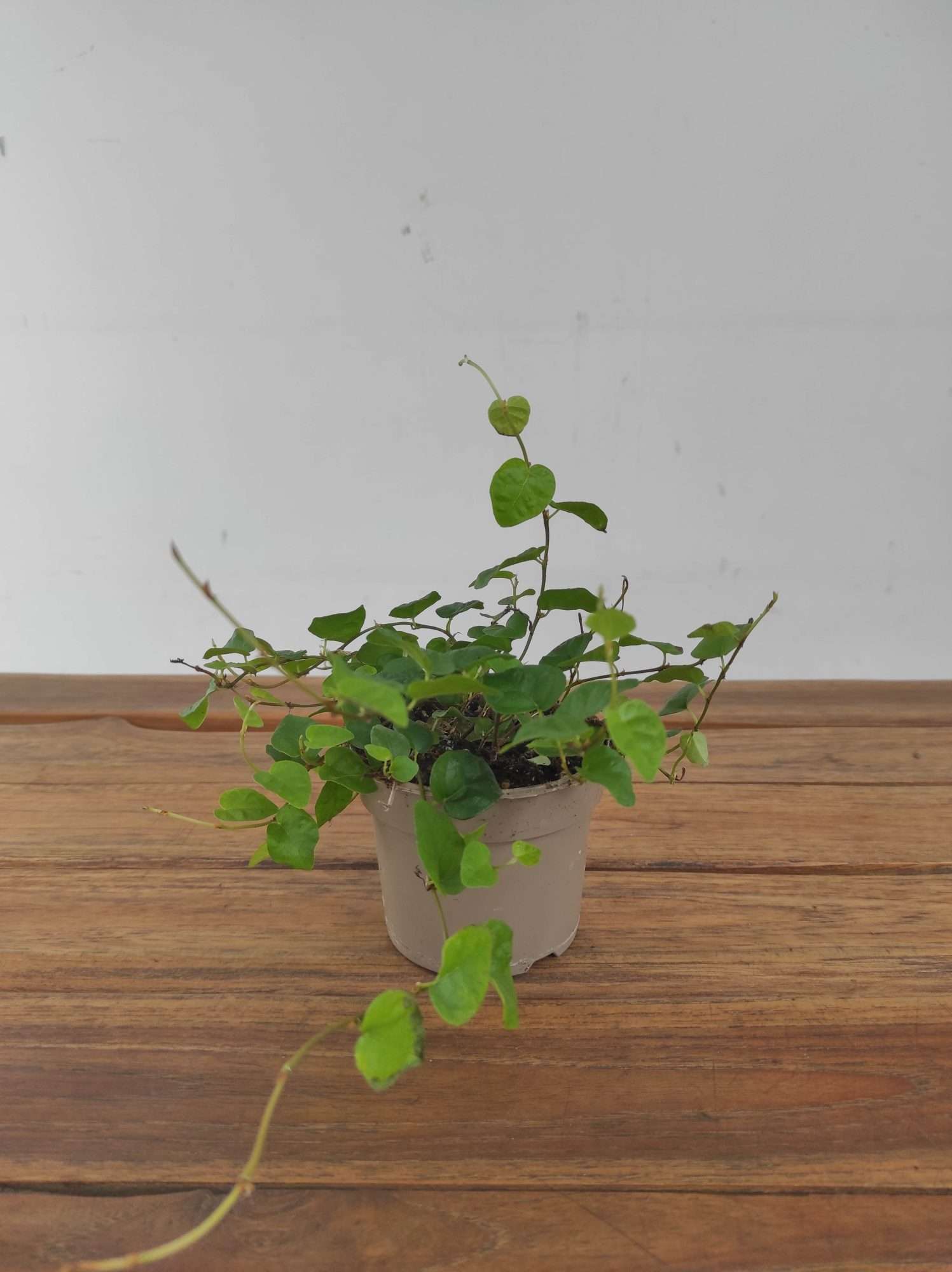 Ficus Pumila 'Green Sunny' V.9 - Image 2