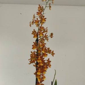 Colmanara - V.12