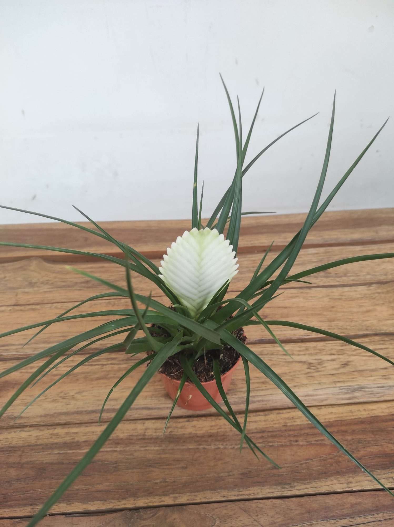 Tillandsia 'Biancini' - V.9