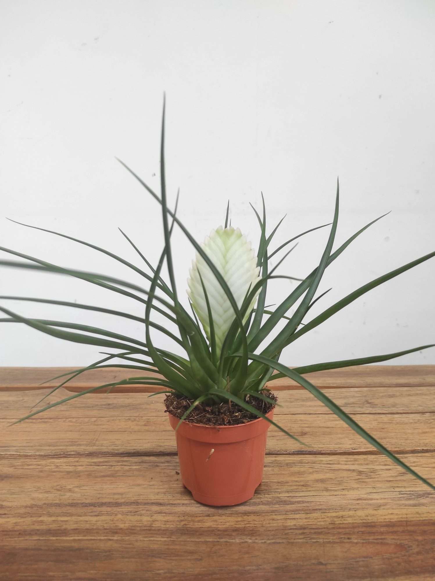 Tillandsia 'Biancini' - V.9 - Image 2