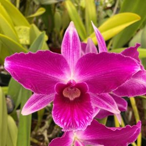 Cattleya Purpurata F. Sanguinea - Sem Flor
