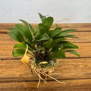 Masdevallia Triangularis - V.6